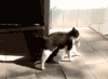 喵星人 猫咪 可爱 萌宠