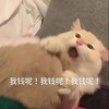 萌宠 猫星人 我钱呢 生气 呆萌 可爱