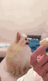 小狗 可爱 拜拜 吃货