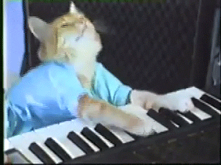 猫猫 键盘猫 陶醉 弹琴