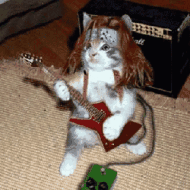猫咪 弹吉他 太酷了