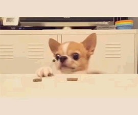 萌宠 吉娃娃 Chihuahua