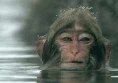 看什么看 劳资最美 猴子 洗澡
