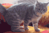 猫咪 转头 咬尾巴 摔跤