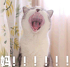 萌宠 猫星人 妈 激动 呆萌 可爱