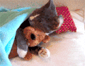 一脸萌宠感觉 喵星人 猫咪 猫 喵星人 宠物