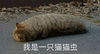 沙雕猫 猫咪 猫 可爱猫 猫表情包 猫咪表情包 小猫