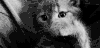 猫咪 可爱 调皮 喵星人