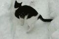 小猫 冬天 寒冷 奔跑