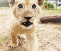 萌宠 狮子 lion
