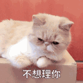 萌宠 猫星人 不想理你 生气 呆萌 可爱