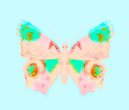 蝴蝶 butterfly animal 变幻
