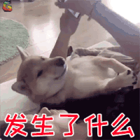 萌宠 狗 蒙圈 发生了什么 soogif soogif出品