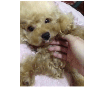 卖萌 萌宠 动物 可爱 狗