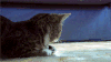 猫猫 惊讶 可爱 卖萌
