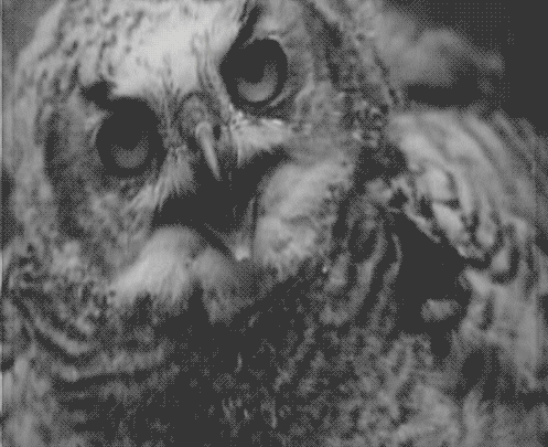 猫头鹰 黑白 张嘴 眨眼 owl