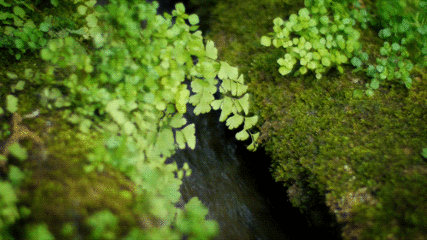 溪流 湍急 绿叶 浓密