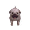 狗狗 调皮 转圈