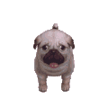 狗狗 调皮 转圈