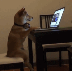 狗狗 萌宠 电脑 可爱