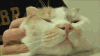 猫 喵星人 萌宠 可爱