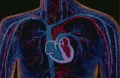 心脏 人体 血管