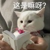 萌宠 猫星人 这是嘛呀 好奇 呆萌 可爱
