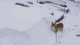 狗狗 短腿 雪地 搞笑