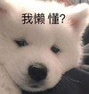 萌宠 汪星人 我懒 懂 呆萌 可爱