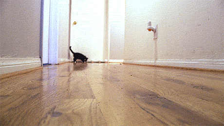 猫咪 奔跑 可爱 室内