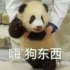 萌宠 熊猫 嗨 打招呼 呆萌 搞怪 逗