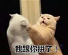 萌宠 猫星人 我跟你拼了 生气 呆萌 可爱