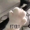 萌宠 猫星人 打住 别说了 呆萌 可爱