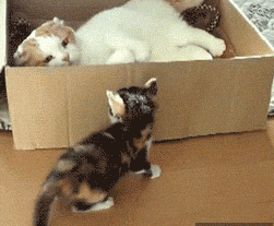 小猫 纸壳箱 可爱 毛茸茸