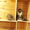 萌宠 猫咪 太坏了 掉下去
