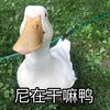 萌宠 鸭子 你在干嘛啊 好奇 呆萌 可爱