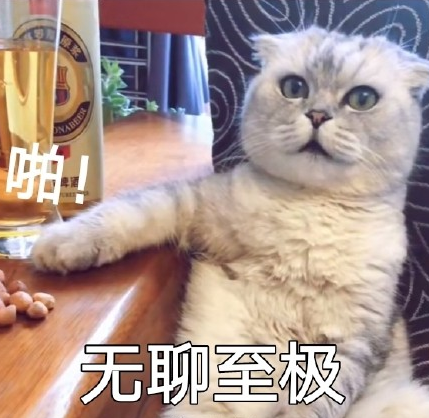 萌宠 喵星人 猫咪 饭圈 迷妹
