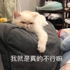 萌宠 喵星人 我就是不行嘛 我真没用 憨憨 可爱