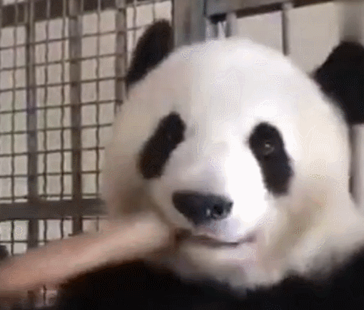 熊猫 吃 三次元 萌宠 可爱 动物 呆萌 搞笑