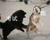生活 我 安排得明明白白 考试 搞怪 可爱
