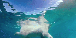 到北极去 北极 北极熊 海水 游泳 狗刨式 纪录片