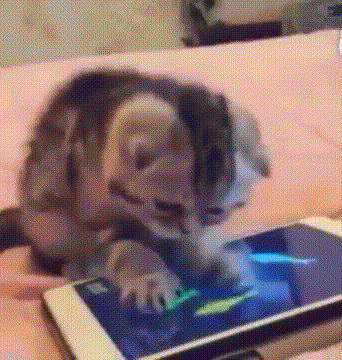 猫咪 抓鱼 手机游戏 可爱