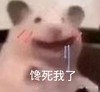 萌宠 小猪 馋死我了 饿了 呆萌 搞怪