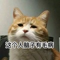 猫咪 不精神 委屈 这个人脑子有病