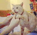 猫 喵星人 吃货 宠物 萌 可爱
