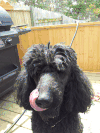 贵宾犬 poodle 卖萌 吐舌头