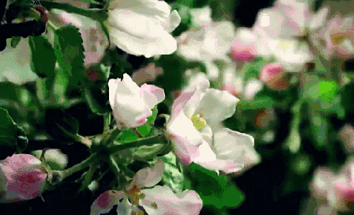 本草中国 植物 田园 纪录片 美丽 花朵