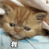 萌宠 猫 我好困 伤心 难过 困 soogif soogif出品 瞌睡 很困
