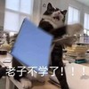 萌宠 猫星人 老子不学了 学习 生气 搞怪 逗