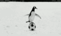 企鹅 一个飞铲 摔倒 足球 搞笑